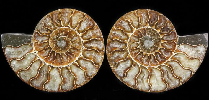 Polished Ammonite Pair - Agatized #41184
